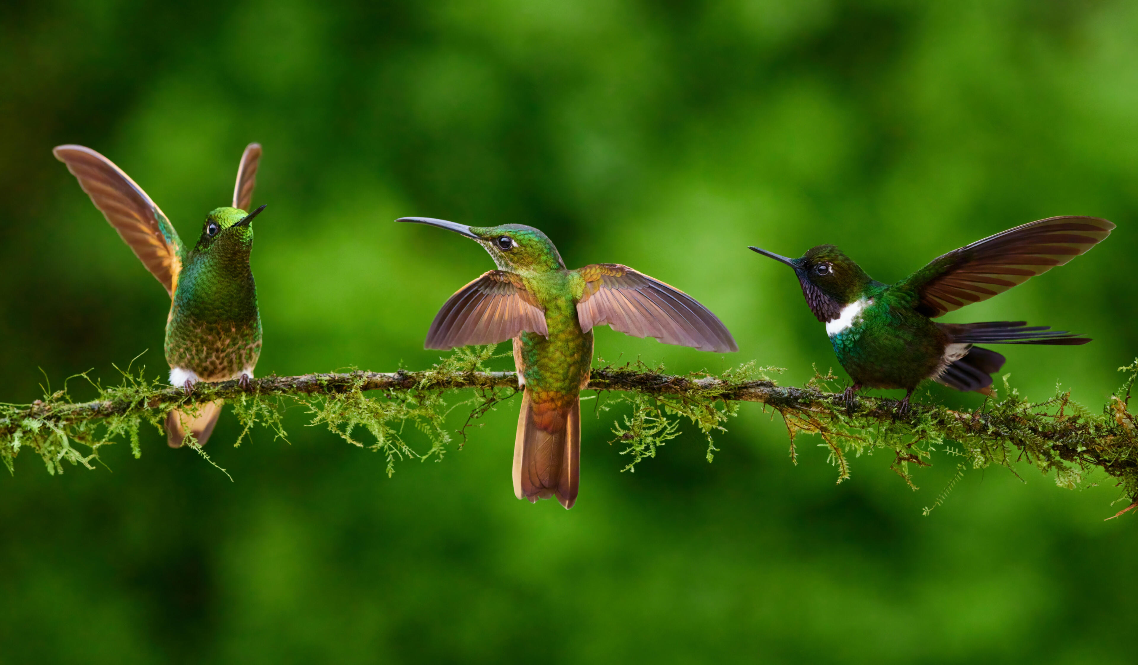 Why It's Called HummingBooked